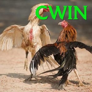 Đá Gà Trực Tiếp - cwin - Android